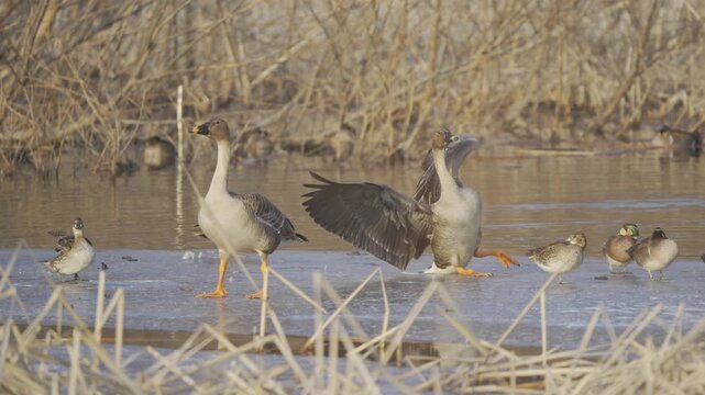Wild Bean Goose Slipping and Balancing on Frozen Winter Lake Ice 4K HDR