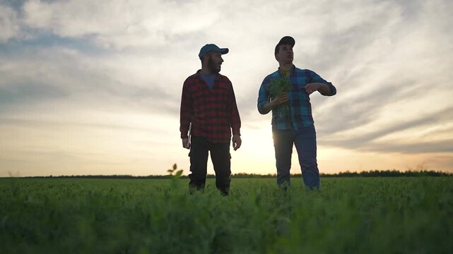 Man adjusts cap while walking. Farmer team steps on grass. Nature broad at sunset. Field hosts outdoor farmer discussion. Walk side by side shows unity. Grass under feet holds farmer teamwork moment.