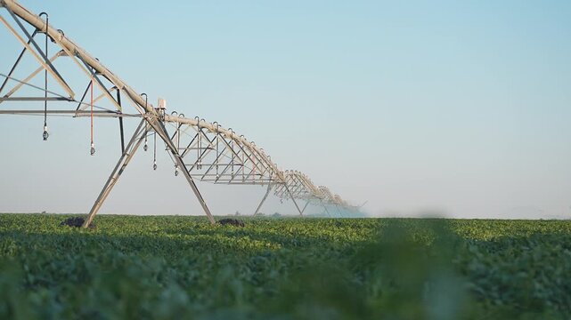Sprinkler equipment waters plantation farmland. Farming uses irrigation system. Crop field hydrated with watering process. Agriculture depends on sprinkler irrigation for stable crop farming.
