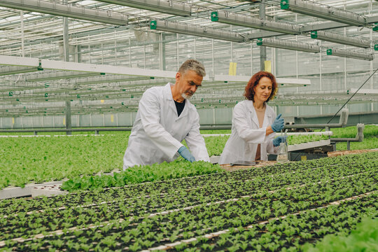 Senior experts in agricultural science work in greenhouse laboratory, observing crop seedlings, running practical tests, and applying long-earned field knowledge to improve farming outcomes.