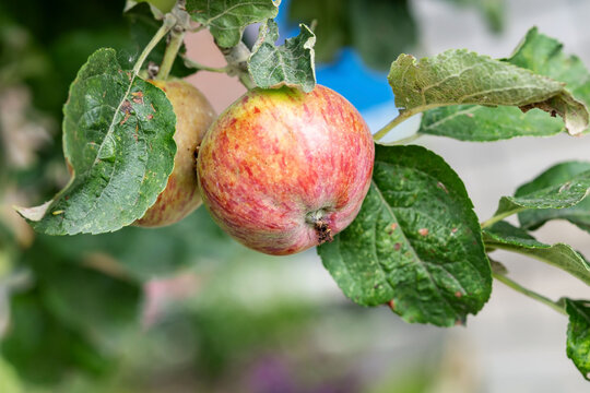 Diseased apples on a tree with the fungal disease apple scab caused by the fungus Venturia inaequalis