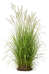 Fototapeta premium Tall Green Grass Tuft with Delicate Sprouting Seed Stalks and Visible Root Base, Isolated on Clean White Background