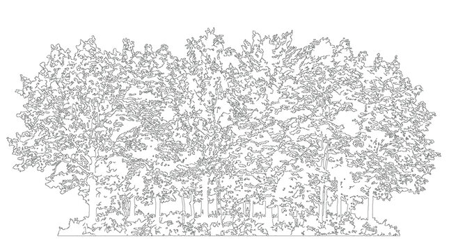 Big Broadleaf Tree Design Lineart Sketch Vector Illustration Nature Plant Flora Outline