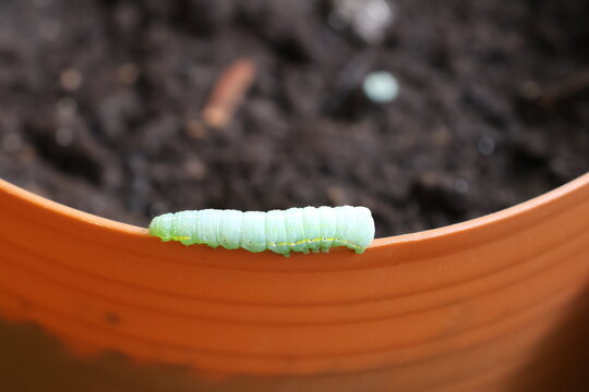 An up-close photograph of a cute green caterpillar crawling along the edge of a flowerpot.