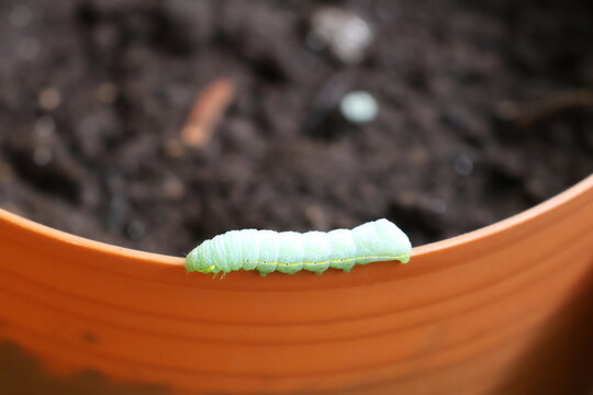 An up-close photograph of a cute green caterpillar crawling along the edge of a flowerpot.
