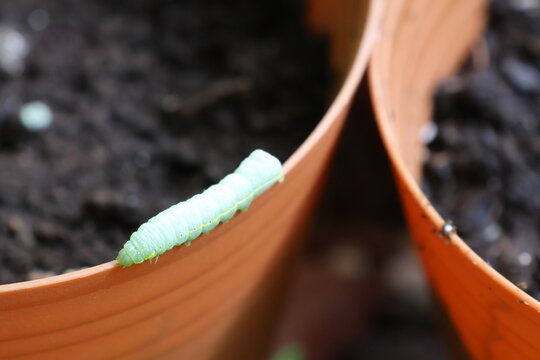 An up-close photograph of a cute green caterpillar crawling along the edge of a flowerpot.