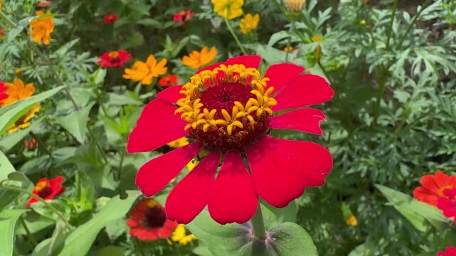 Beautiful Red Zinnia in a Garden
