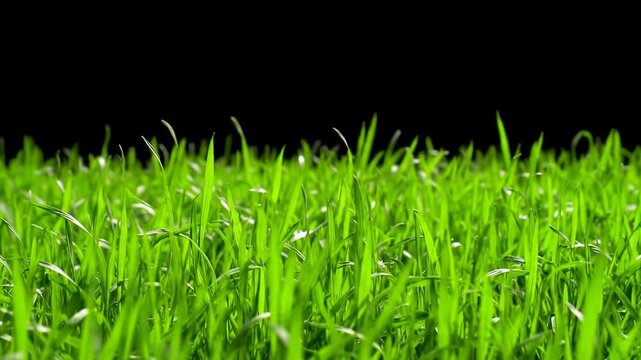 Lush emerald green grass sways gently in soft natural daylight against a pure deep black void. Minimalist composite video concept of natural minimalism and isolation