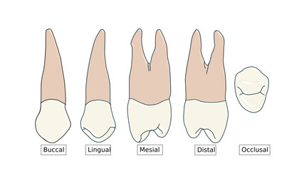 Maxillary First Premolar Anatomy Diagram - Multi-View Dental Illustration © Bhuvana