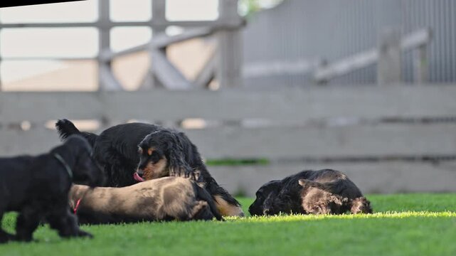 Spaniel puppy family enjoying playful time together, adorable 4K slow motion video