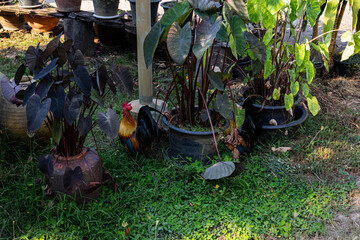 Rooster Walking In Front Yard Garden Free Range