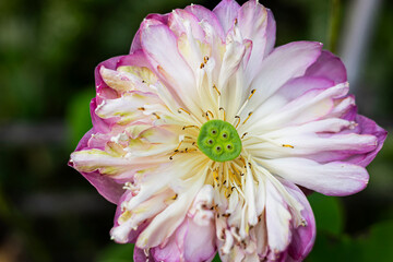 Fully Opened Lotus Flower Perfect Bloom Natural