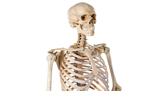 A detailed anatomical medical model replica of a human skeleton upper body bones isolated on transparent background cut out