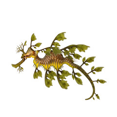 Obraz premium A leafy sea dragon isolated on white background swims near green seaweed