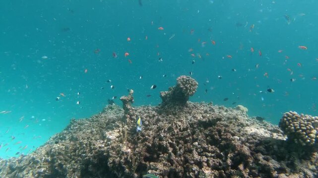 Coral reef fish are fish which live amongst or in close relation to coral reefs. Coral reefs form complex ecosystems with tremendous biodiversity. Among the myriad inhabitants