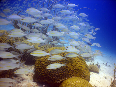 Massive school of yellowtail snapper swimming over vibrant brain coral in the Caribbean Sea
