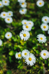 Fototapeta premium Daisies bloom in a sunny meadow during spring, showing clusters of white petals and yellow centers scattered across green grass
