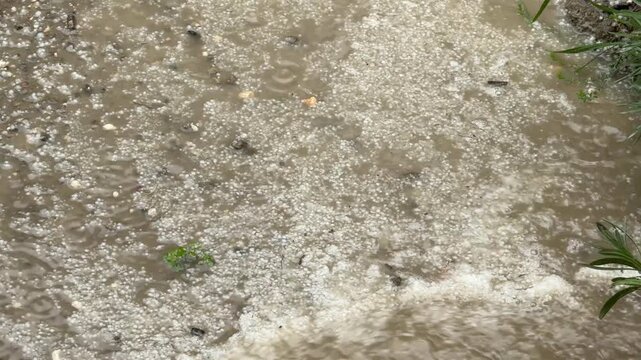 Puddle with rainwater showing bubbles and floating debris, featuring a natural texture background