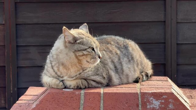 Tabby cat resting on sunlit brick surface outside. Horizontal format with wooden backdrop