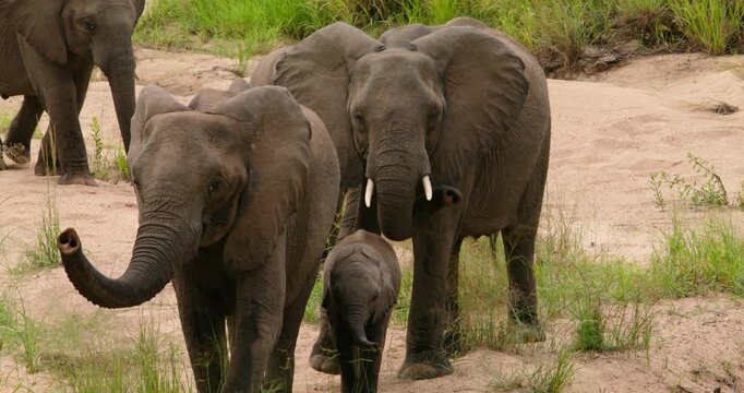 Wide shot of a breeding herd of wild African elephants, including adults and young calves, walking on a sandy riverbank in the bushveld savanna of Kruger National Park, South Africa.