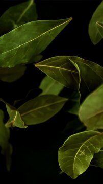 Bay leaf flies up and falls. Filmed is slow motion 1000 fps. High quality FullHD footage