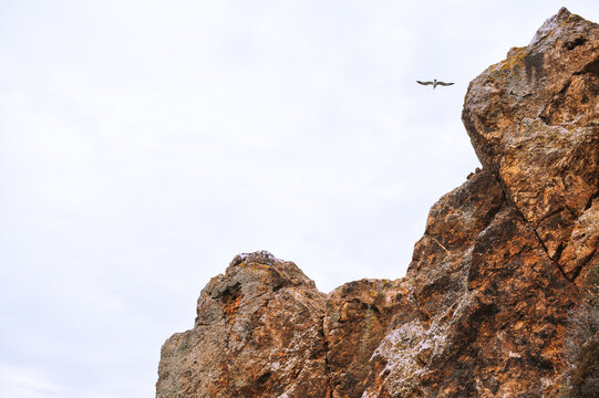 Birds glide above rugged cliffs under a calm sky capturing freedom