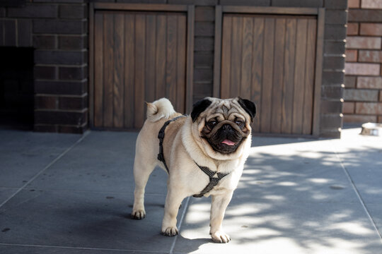 Happy pug standing on driveway in sun, brown garage background. Domestic dog outdoors