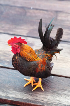 short-legged Bantam chicken