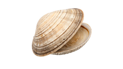 A natural open double bivalve clam sea shell showing elegant white texture isolated on transparent background cut out © 1png-stock