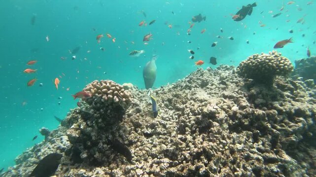 Coral reef fish are fish which live amongst or in close relation to coral reefs. Coral reefs form complex ecosystems with tremendous biodiversity. Among the myriad inhabitants
