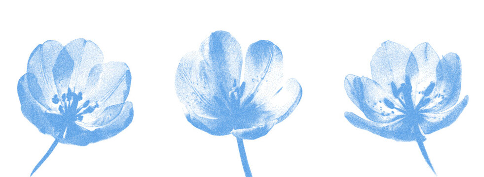 Blue cyanotype tulip with X-ray effect. The effect of grain and dotted lines. Design templates for card, social media, banner, cover