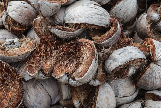 Dried coconut shells on the ground.
