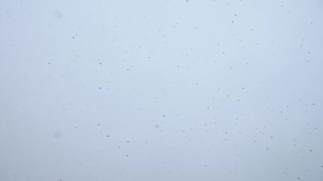 Dense midges swarm in overcast sky with soft blue gray tones and diffused lighting