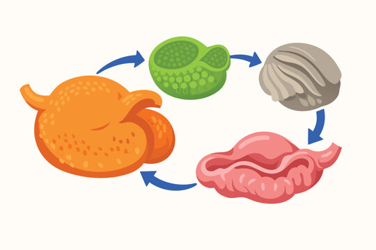 Vector Illustration of a Ruminant Digestive System Showing the Four-Chambered Stomach Including Rumen, Reticulum, Omasum, and Abomasum for Biological Education and Veterinary Science Studies