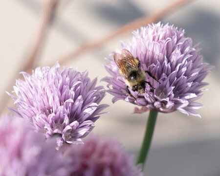 Honeybee on chive flowerhead.