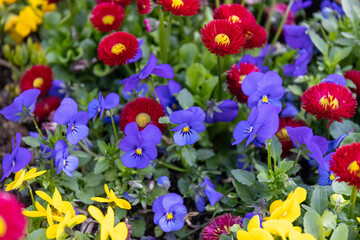 Red bellis perennis and purple violas flowerbed in spring © Viktoriia Paniot