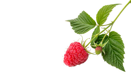 A single fresh red organic raspberry berry fruit with a green leaf branch isolated on transparent background © Olga