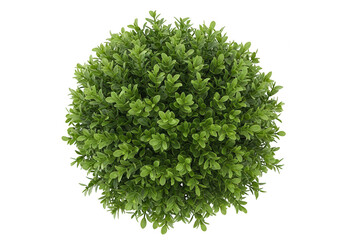 Obraz premium Green round boxwood shrub plant in a pot shape isolated on transparent background