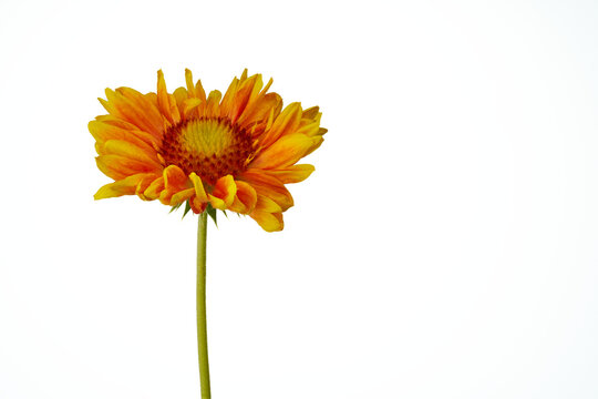 Kokardenblumen