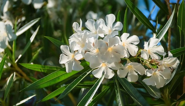 Delicate Clusters Of White Oleander Nerium Oleander Flowers In Full Bloom Surrounded By Long Slender Green Leaves Basking In Soft Sunlight In Sochi