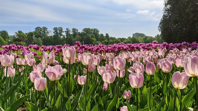 View of lilac and pink tulips blooming in park on sunny spring day. Colorful flower bed, vibrant spring nature, floral landscape, outdoor recreation.
