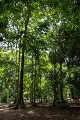 Fototapeta premium Scenic landscape of large tropical trees with exposed roots across dry fallen leaves at Bogor Botanical Gardens under a lush forest canopy.