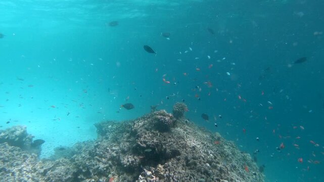 Coral reef fish are fish which live amongst or in close relation to coral reefs. Coral reefs form complex ecosystems with tremendous biodiversity. Among the myriad inhabitants
