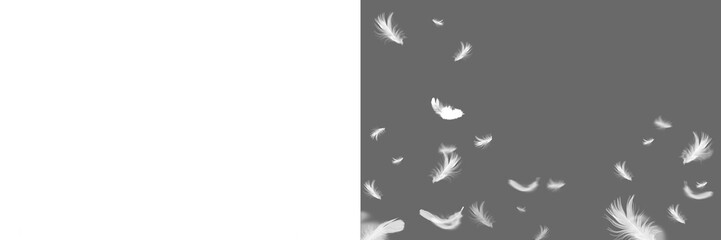 Plakat White feather on transparent background. Set feather isolated. Feather fly fall in air. Angel wing feather png. Isolated flying soft and pure feathers, wings of bird animals