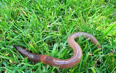 Fototapeta premium Regenwurm auf feuchter Erde – Nützliches Bodentier im natürlichen Gartenboden