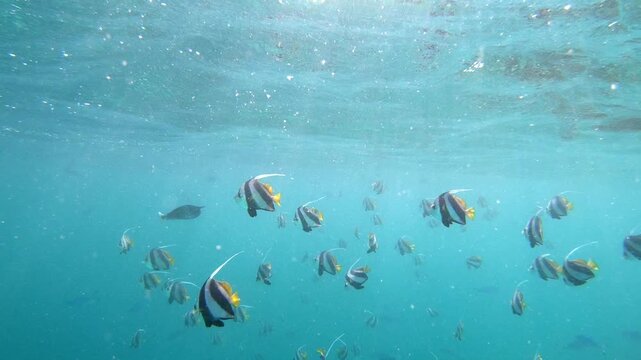 The schooling bannerfish (Heniochus diphreutes), also known as the false moorish idol, is a marine ray-finned fish, a butterflyfish from the family Chaetodontidae.	