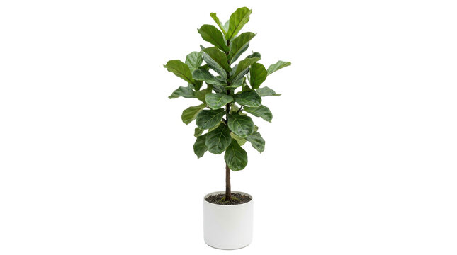 Fiddle leaf fig plant in a white pot isolated on transparent background