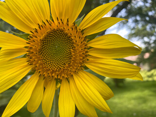 Obraz premium Close up of a sunflower head