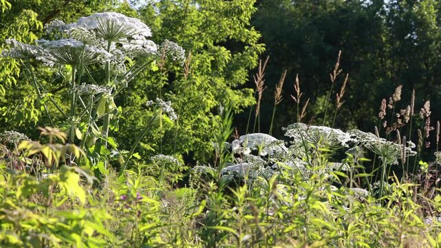 Group of giant hogweed plants with large white flower heads blooming in sunny meadow near forest.