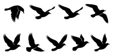 Fototapeta premium Set of black bird silhouettes in different flight poses isolated on white background group of flying crows or seagulls vector illustration silhouette isolated.